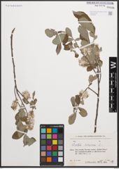 Foto von Salix cinerea L.
